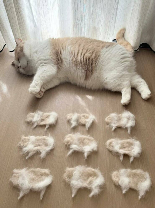 výčes